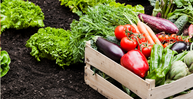 Агро-бизнес, программа JICA